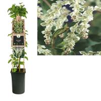 Fallopia Aubertii - Bruidssluier