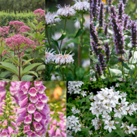 wit/roze/paars zomer borderpakket