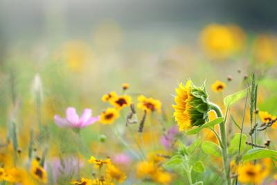 Tuinschilderij wildbloemen 70x50cm - Customize it