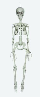 Deco Skelet 90cm