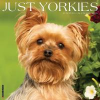 Yorkshire Terrier Kalender 2026