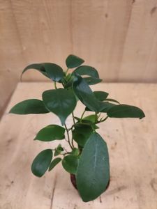 Bonsai Ficus Klein kamerplant - Warentuin Natuurlijk