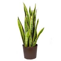 Sansevieria laurentii M hydrocultuur plant