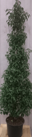 Prunus Angustifolia 130 cm - Warentuin Natuurlijk