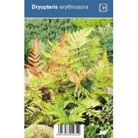 Herfstvaren (dryopteris erythrosora) schaduwplant - 12 stuks
