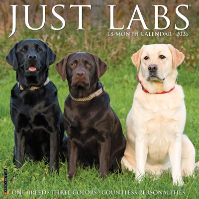 Labrador Retriever Kalender 2026