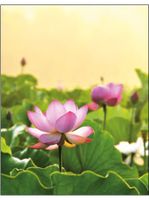Notitieboek Lotus Field Notitieboek Lotus Field