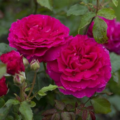 Roze Engelse roos