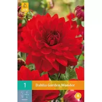 1 Dahlia Garden Wonder - thumbnail