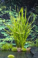 Grote Egelskop / Sparganium erectum
