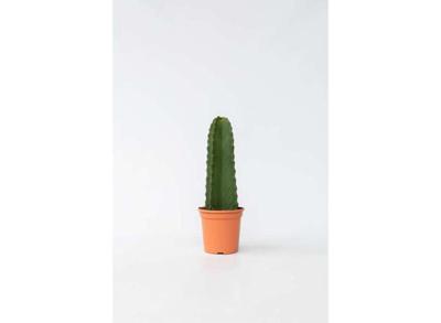 Euphorbia ingens