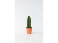 Euphorbia ingens