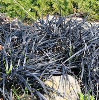 Ophiopogon planiscapus Niger Samplant - Samplant