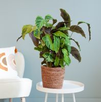 Calathea Yellow Fusion - P14 Calathea Yellow Fusion - P14