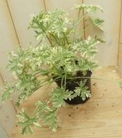 3 stuks! Citroen geranium bont Warentuin Natuurlijk - Warentuin natuurlijk