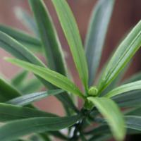 Podocarpus kunsttak PL 55cm - UV bestendig