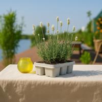 Lavendel wit 6-pack bundel - P6 Lavendel wit 6-pack bundel - P6