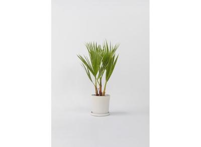 Mexican Fan Palmtree 'Washingtonia Robusta'