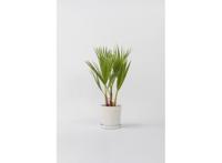 Mexican Fan Palmtree 'Washingtonia Robusta'