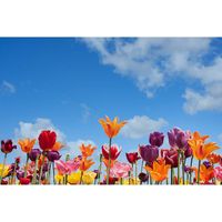 Inductiebeschermer - Spring Flowers - 59x52 cm