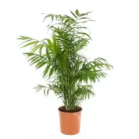 Kamerplant Chamaedorea Elegans 'Mexicaanse Dwergpalm'