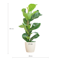 Ficus Lyrata met Viber pot wit - 80cm - Ø21 Ficus Lyrata met Viber pot wit - 80cm - Ø21