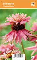 Vips Echinacea Doubledecker - Zonnehoed - thumbnail
