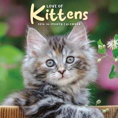 Love of Kittens Mini Kalender 2026 Love of Kittens Mini Kalender 2026
