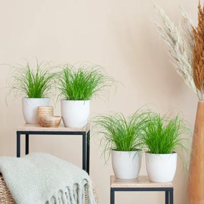 plantje.nl Kind en huisdiervriendelijke planten, Kleine Groene Combideals, Kattengras, Woonkamer, Kamerplanten, Alle soorten Cyperus Zumula, Groen,