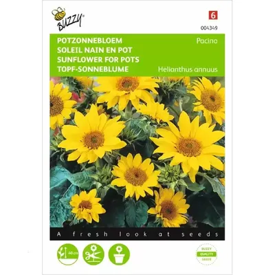 Helianthus, lage Potzonnebloem Pacino