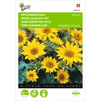 Helianthus, lage Potzonnebloem Pacino