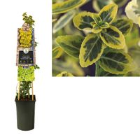 Klimplant Euonymus fortunei Emerald n Gold 75 cm - Van der starre