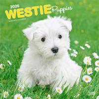 West Highland White Terrier Puppies Kalender 2026