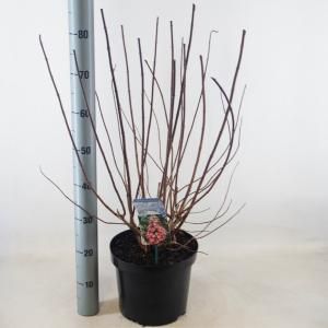 Hydrangea Paniculata "Mega Mindy"® pluimhortensia - 50-60 cm - 1 stuks