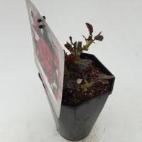 Struikroos Rosa Red Arie Bouman - Arie bouman