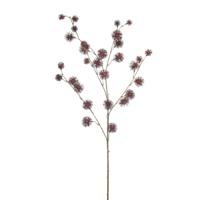 Thistle