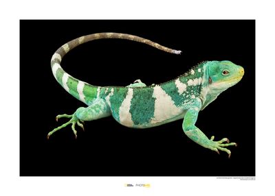 Fijileguaan Art Print National Geographic 50x70cm Fijileguaan Art Print National Geographic 50x70cm