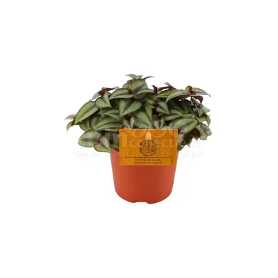 Eden Collection - Tredescantia Zebrina Silver Sicilian