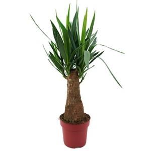 Yucca elephantipes bulb S kamerplant