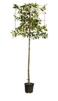 Laurierkers als leiboom Prunus laurocerasus Caucasica h 300 cm st. omtrek 8 cm st. h 180 cm - Warentuin Natuurlijk