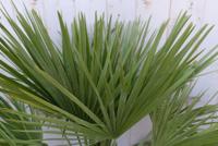 winterharde palmboom chamaerops humilis 100 cm hoog - Warentuin natuurlijk
