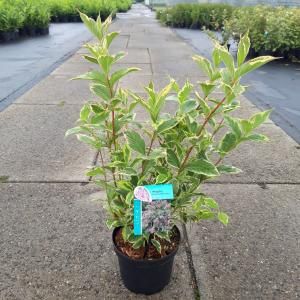 Weigela Florida struik Nana Variegata - 40 - 50 cm - 7 stuks