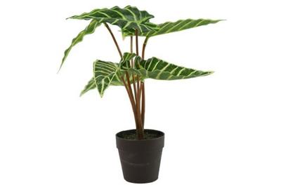 Decostar Alocasia Liane 33 cm groen Decostar Alocasia Liane 33 cm groen