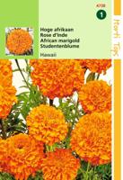 Tagetes Erecta Hawaii Fl.Pl. Oranje - Hortitops