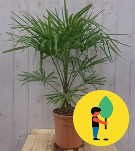 Winterharde Palmboom Trachycarpus Fortunei stamhoogte 20 cm en hoogte 110 cm - Warentuin Natuurlijk