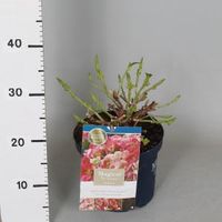 Hydrangea Macrophylla "Magical Revolution Roze"® boerenhortensia - 25-30 cm - 1 stuks