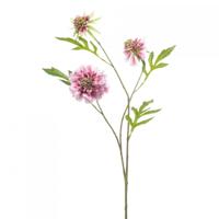 Scabiosa