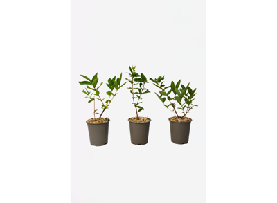 Lonicera Kamtchatica "honingbes" - set van 3