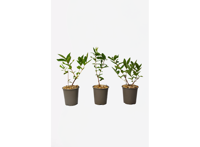 Lonicera Kamtchatica "honingbes" - set van 3