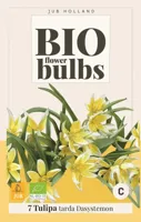 Jub Tulipa tarda 10st